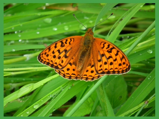 Perlovec striebristopásavý