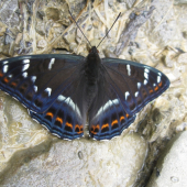 motyl
