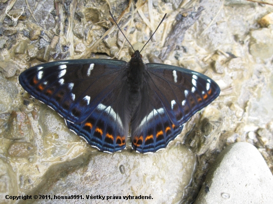 motyl