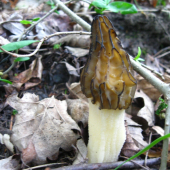 smčok polovoľný