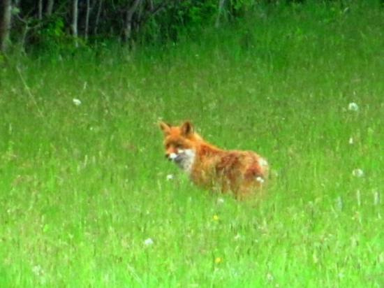 líška hrdzavá (vulpes vulpes)