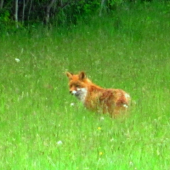 líška hrdzavá (vulpes vulpes)