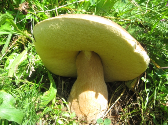 nech už rastú...:D