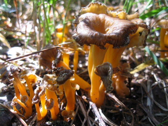 kuriatko lievikovité