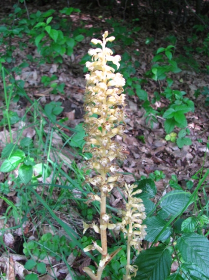 Hniezdovka Hlístová (neottia nidus-avis)