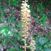 Hniezdovka Hlístová (neottia nidus-avis)