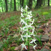 Vemenník Dvojlistý (platanthera bifolia)