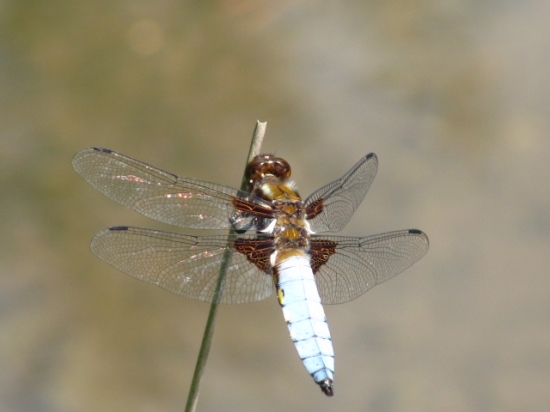 Vážka Ploská (Libellula Depressa)