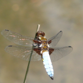 Vážka Ploská (Libellula Depressa)