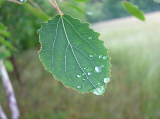 osika