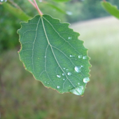 osika