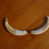 úhyn