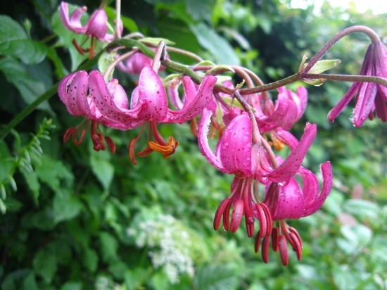 Ľalia Zlatohlavá (Lilium Martagon)