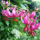 Ľalia Zlatohlavá (Lilium Martagon)