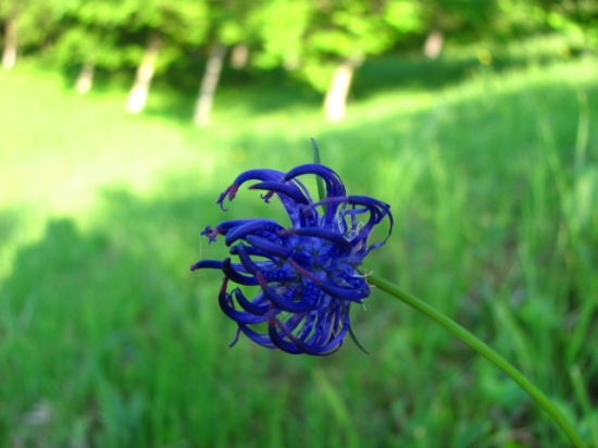 Zerva Hlavičkatá - (Phyteuma Orbiculare)