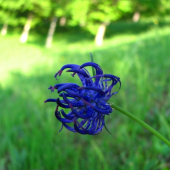Zerva Hlavičkatá - (Phyteuma Orbiculare)