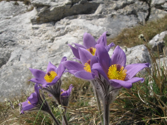 Poniklec Slovenský (Pulsatilla Slavica)