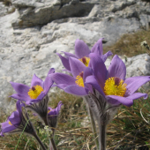 Poniklec Slovenský (Pulsatilla Slavica)