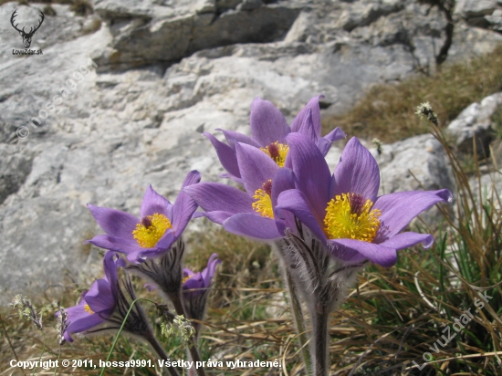 Poniklec Slovenský (Pulsatilla Slavica)