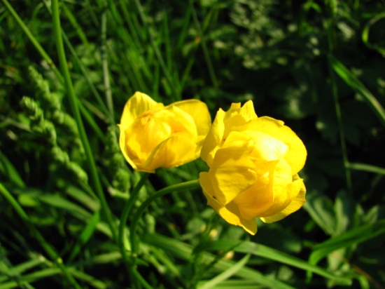 Žltohlav Európsky (Trollius Altissimus)