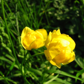 Žltohlav Európsky (Trollius Altissimus)