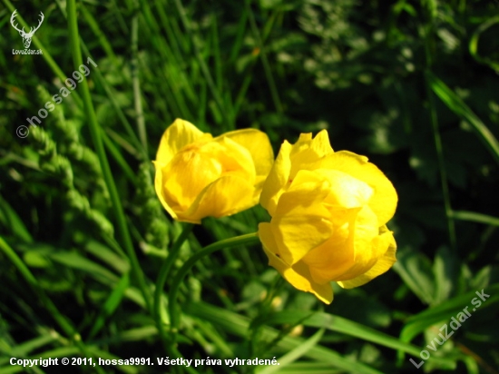 Žltohlav Európsky (Trollius Altissimus)