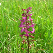 Vstavač Mužský (Orchis Mascula)