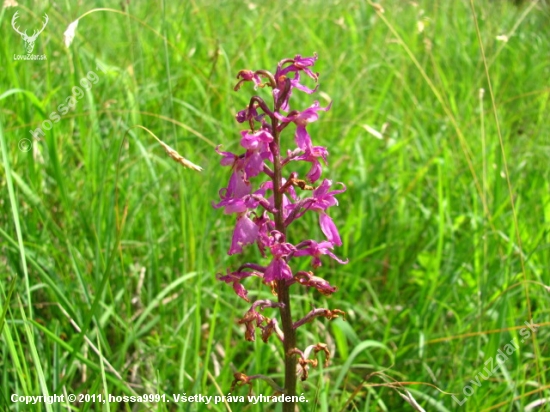 Vstavač Mužský (Orchis Mascula)