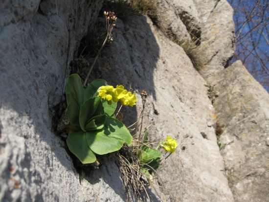 Prvosienka Holá (Primula Auricula)