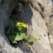 Prvosienka Holá (Primula Auricula)