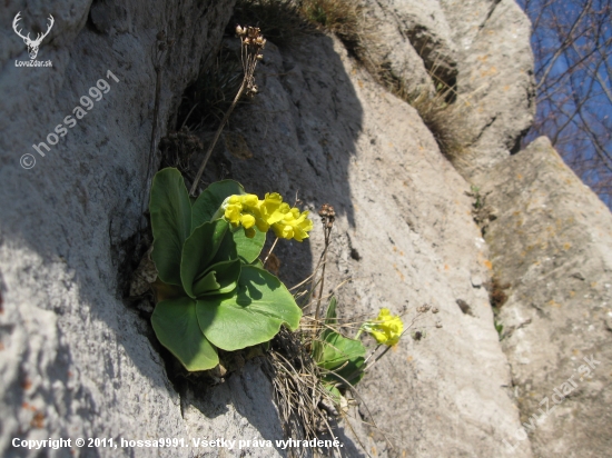 Prvosienka Holá (Primula Auricula)