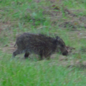 100. fotka na LZ....konečne prasa :D