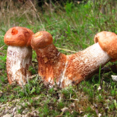 trojka