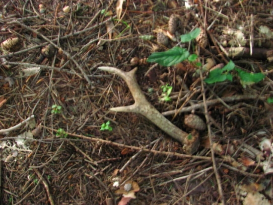 takto som ho našiel