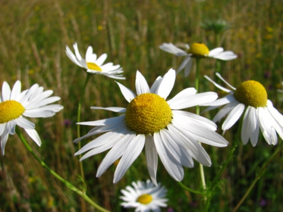 Rumanček pravý (matricaria chamomilla)