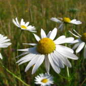 Rumanček pravý (matricaria chamomilla)