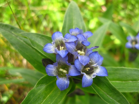 Horec krížatý (Gentiana cruciata)