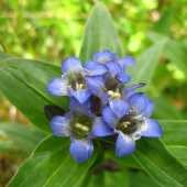 Horec krížatý (Gentiana cruciata)