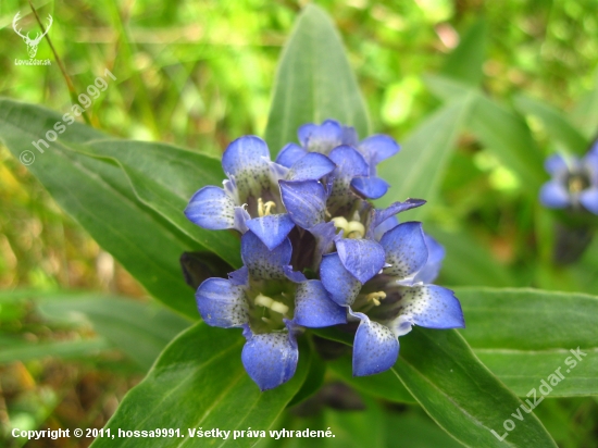 Horec krížatý (Gentiana cruciata)