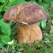 dubák