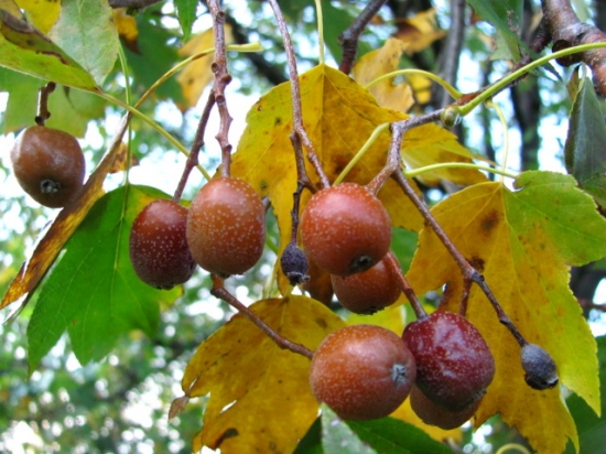 jarabina brekyňová