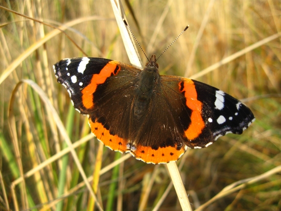 Babôčka Admirálska