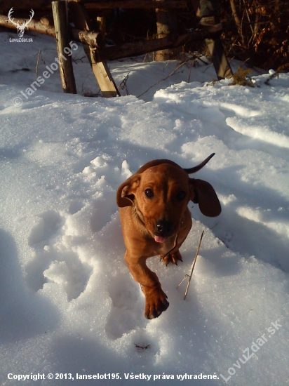 Zorka :)