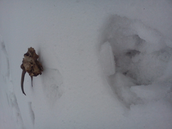 prekvapenie na vlčom chodničku