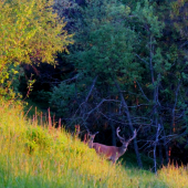 zvuk foťáku sa im veľmi nepáčil