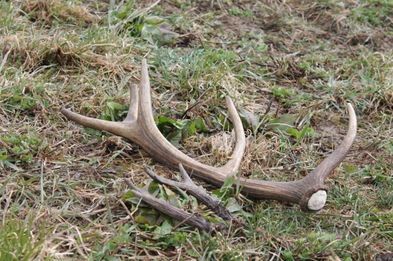 den pred odchodom do prace sa zadarilo :) desatorak a srncia parka