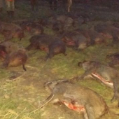 Spoločná poľovačka