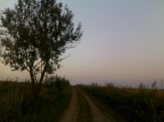 cestička