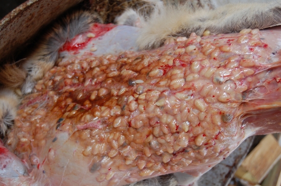 podkožná strečkovitosť