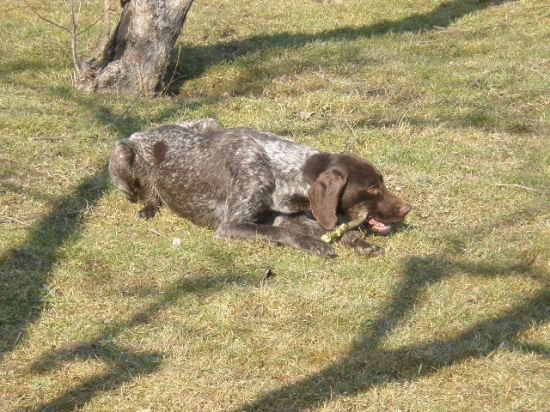 rašo si uziva zatial